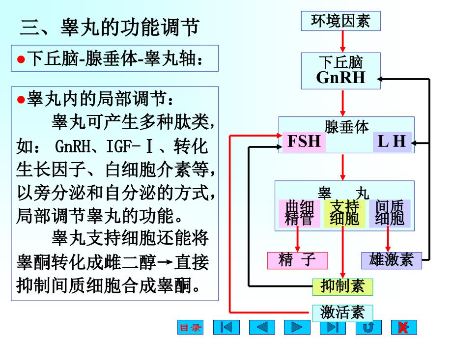 生理学课件-生殖_第4页