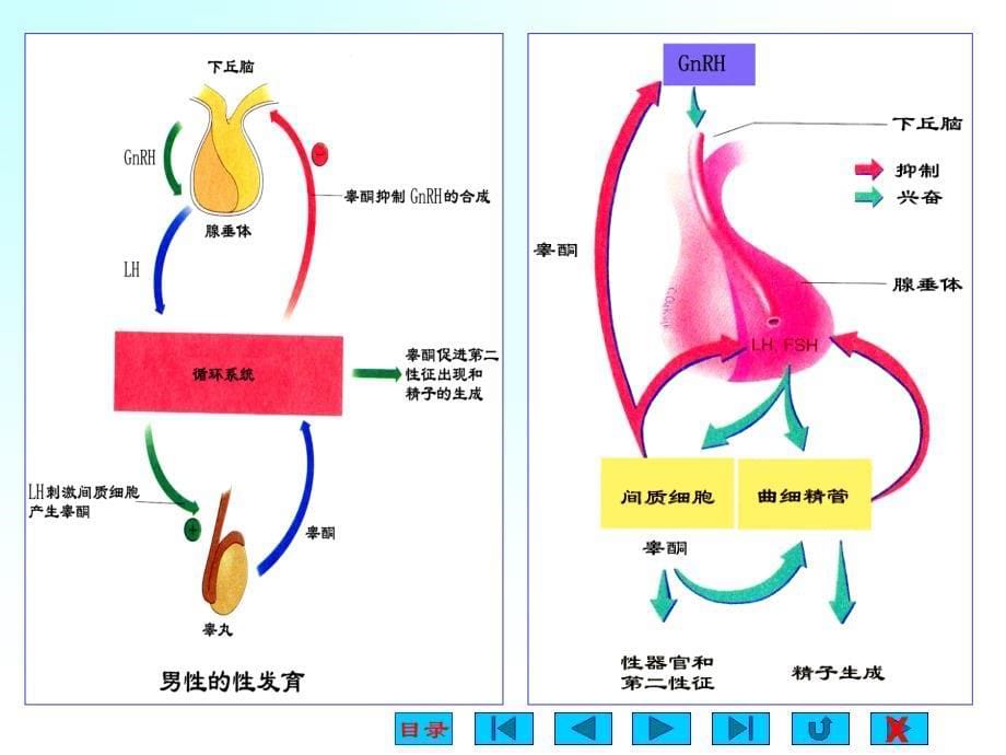 生理学课件-生殖_第5页