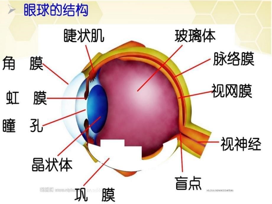 眼睛的神奇功能_第5页