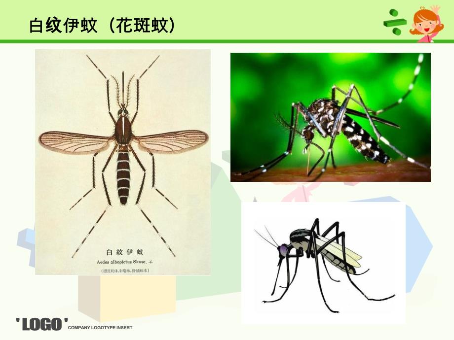 登革热防治课件_第3页