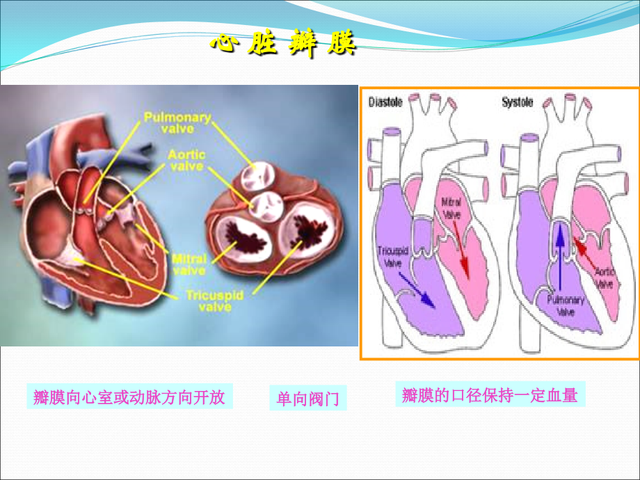 心脏瓣膜病第八版课件_第2页