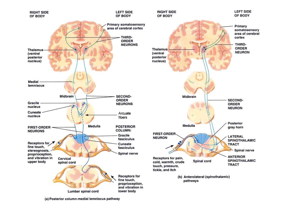 感觉系统解剖生理_第2页