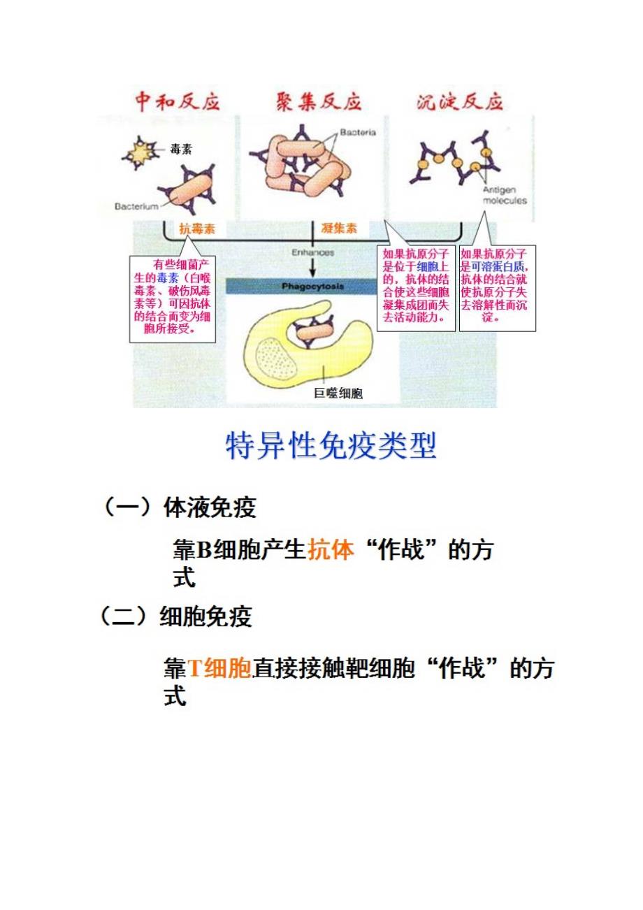 高中生物：免疫调节知识总结_第4页