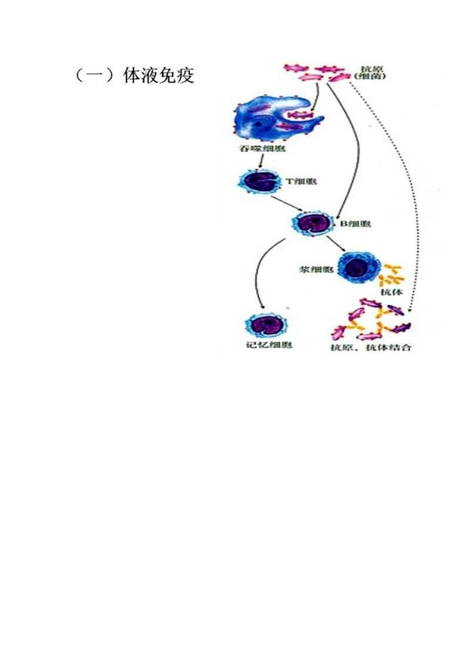 高中生物：免疫调节知识总结_第5页