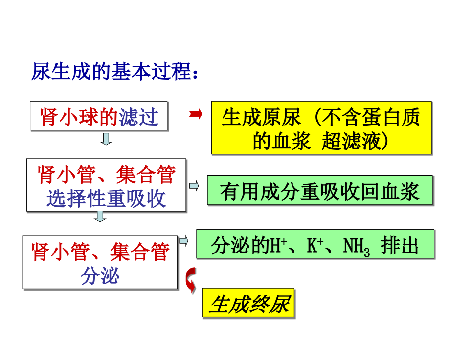 生理学课件ppt第8章泌尿系统_第2页