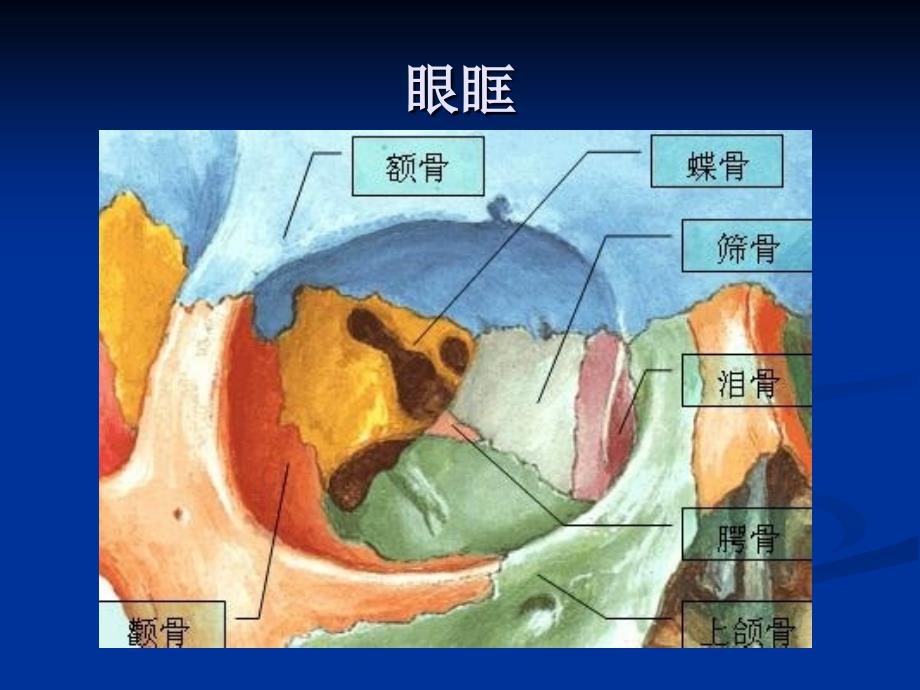 眼外肌解剖、作用机理及同视机临床应用_第3页