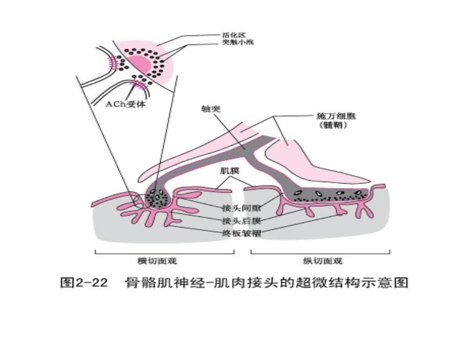 重症肌无力阿尔茨海默病黄艾平_第4页