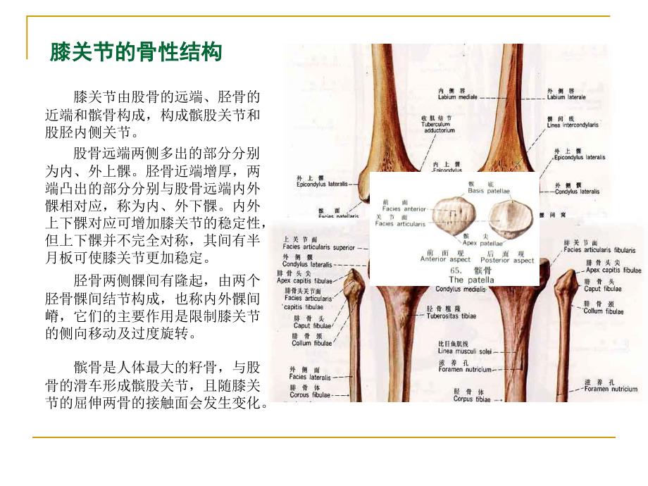 膝关节骨性关节炎中医综合治疗_第4页