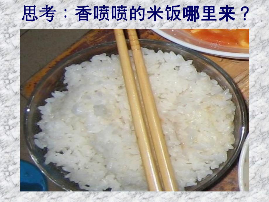 水稻的生长过程_第1页