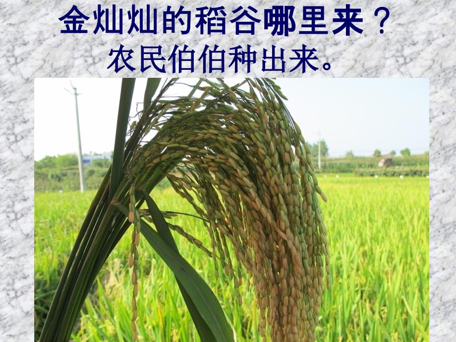 水稻的生长过程_第3页