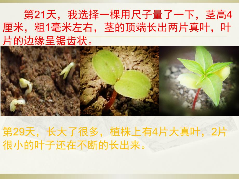 植物生长过程记录_第3页