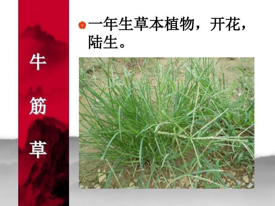 教科版科学六年级上册多种多样的植物_第5页