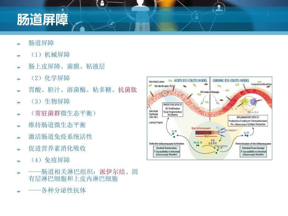 肠道屏障、肠粘膜与免疫2015.5.21_第5页