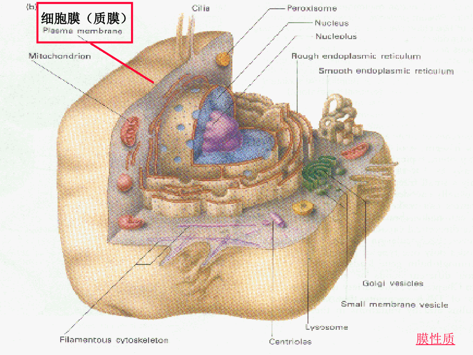 细胞膜-细胞生物学-课件3-._第1页