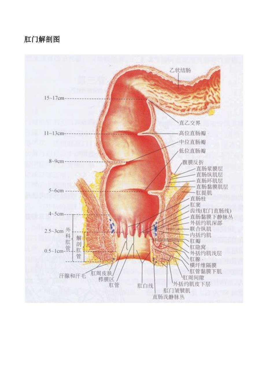肛门解剖图_第1页