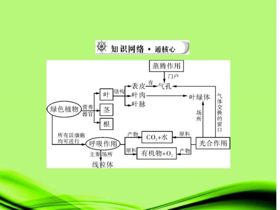 绿色植物的感化课件_第3页