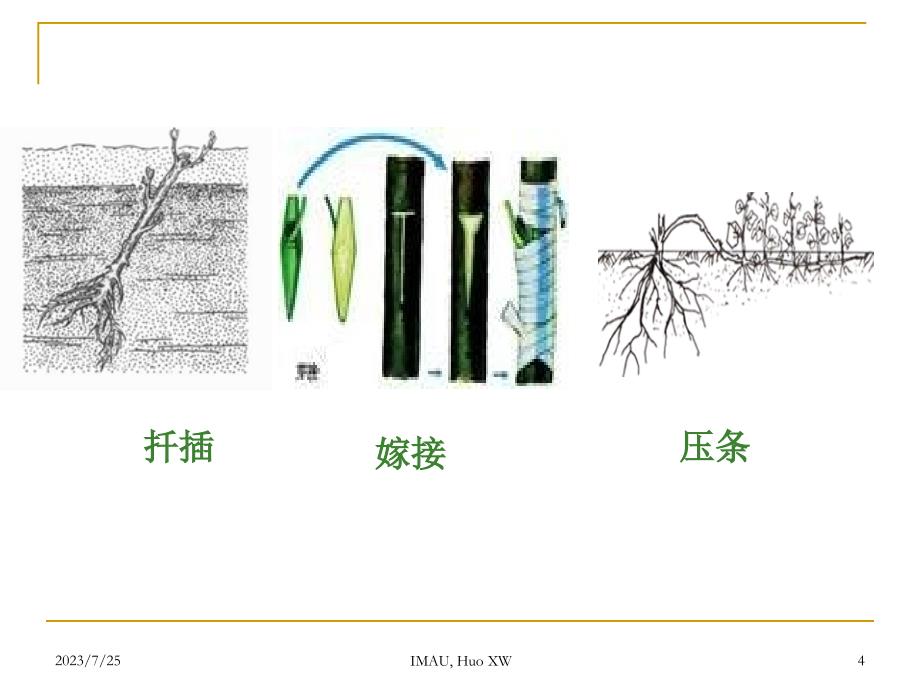 园艺植物组织培养-第1章_第4页