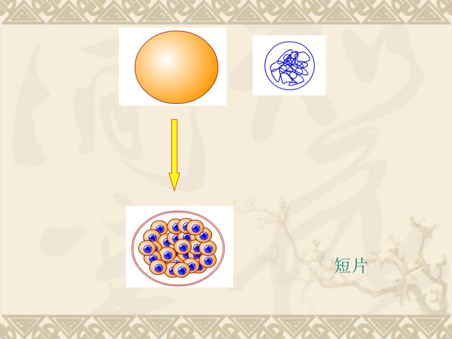 细胞核是遗传信息库（四）_第4页