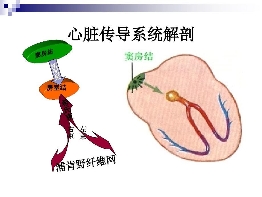 心律失常2017.4.20-ppt_第3页