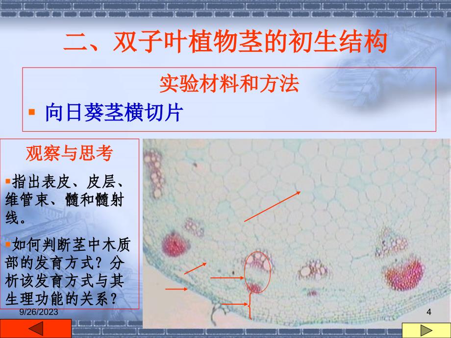 种子植物的茎_第4页