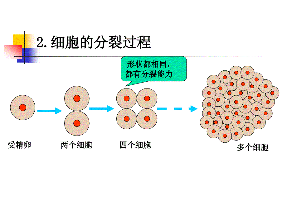 细胞怎样构成生物体第一节_第4页