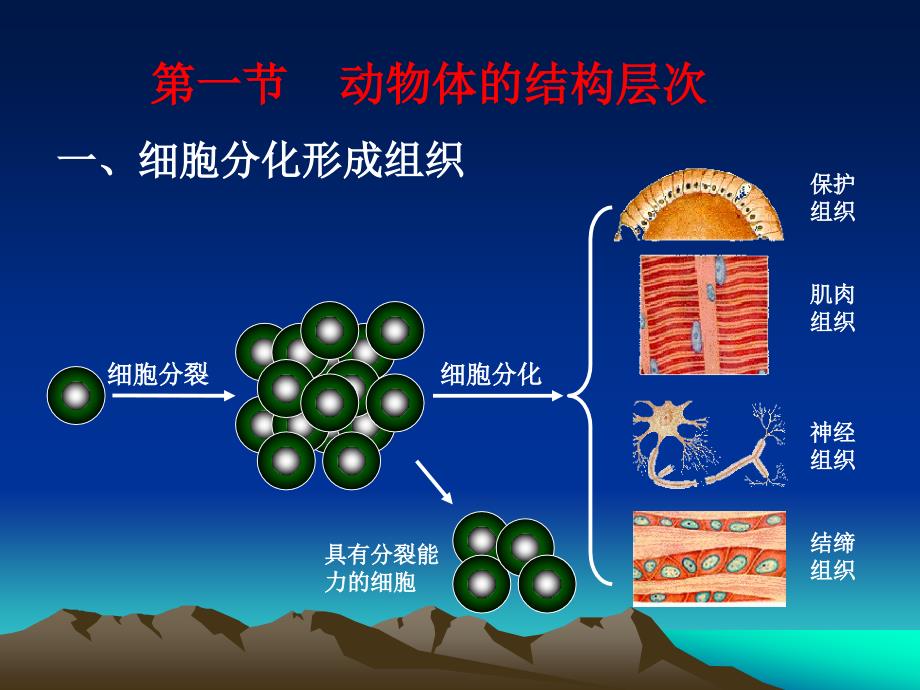 细胞怎样构成生物体（五）_第3页