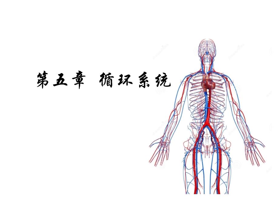 人体及动物生理学 - 循环系统_第1页