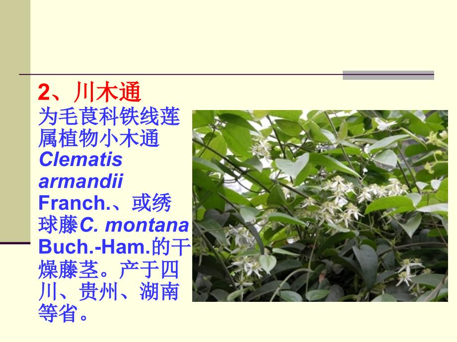 茎木类中药教学课件_第3页