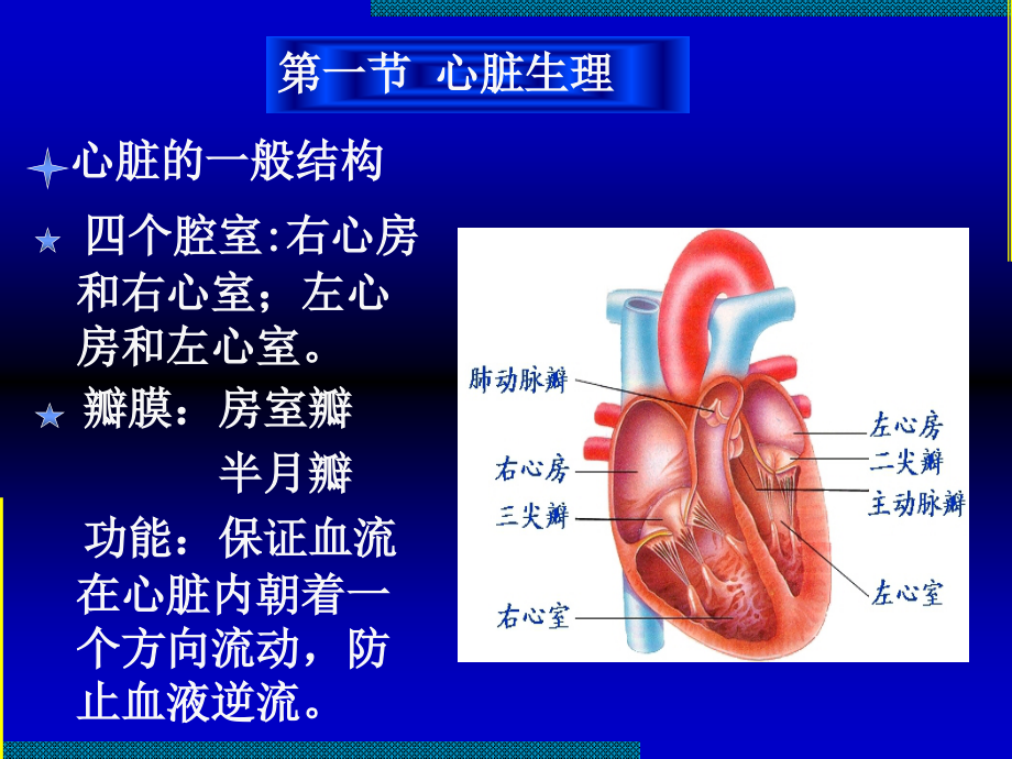 运动生理学_07血液循环_第2页