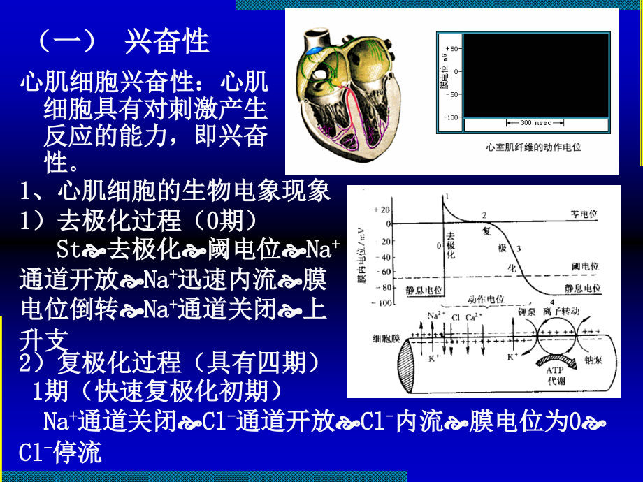 运动生理学_07血液循环_第4页