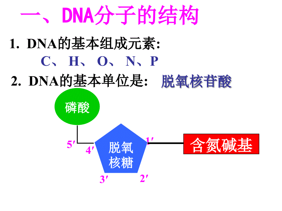 dna分子的结构和复制及相关计算_第3页