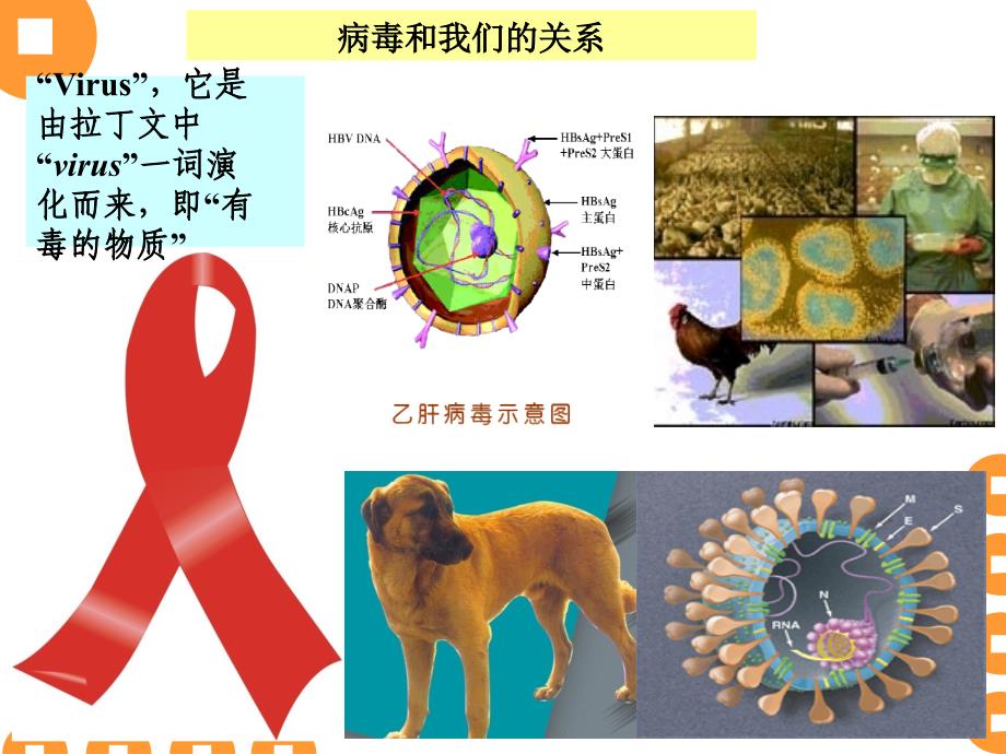 吉林大学食品微生物 4-病毒-1_第4页