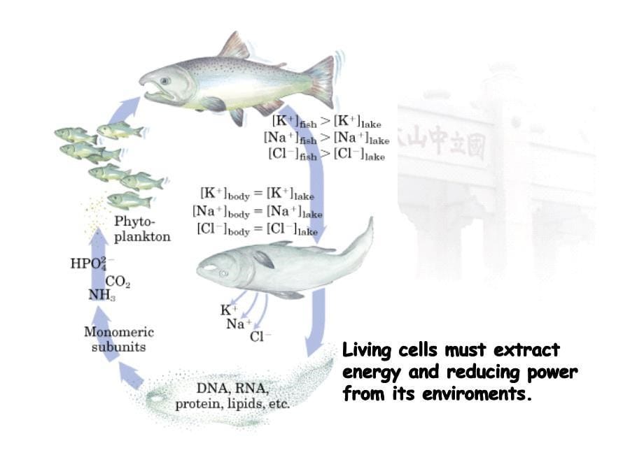 生物化学代谢总论_第5页