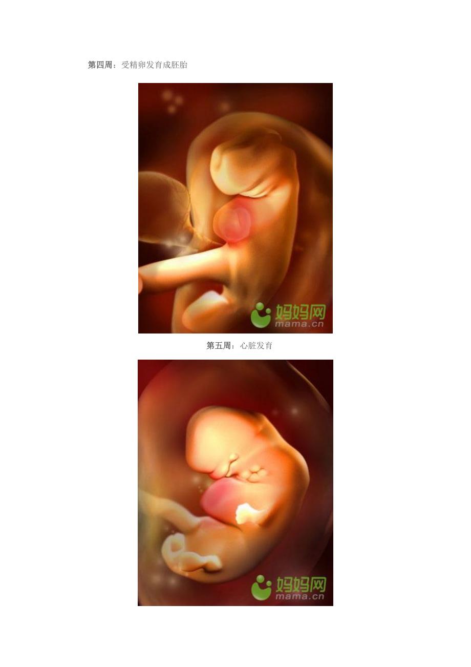 胎儿形成过程及相关知识_第4页
