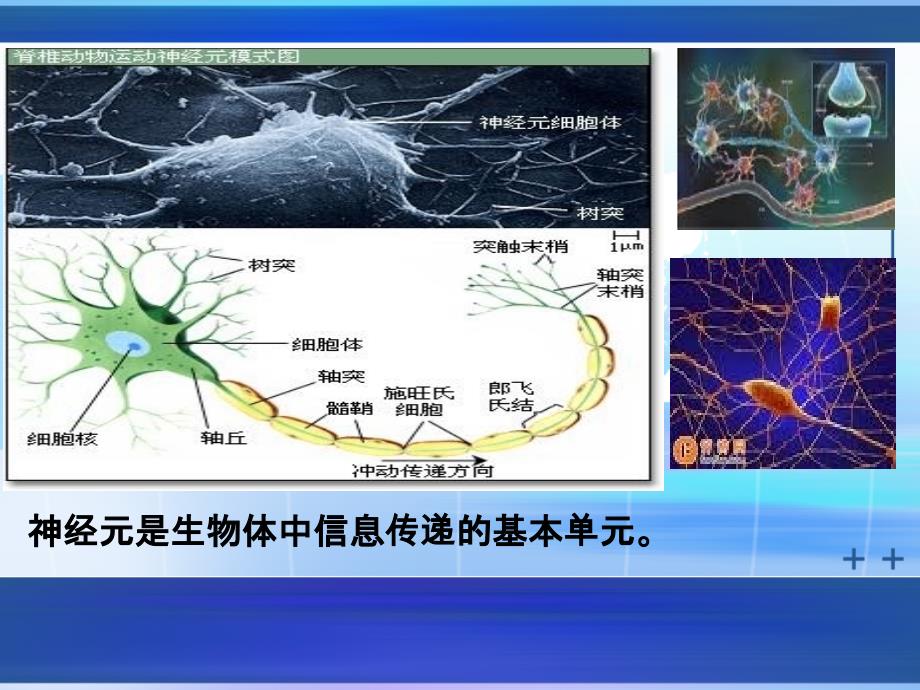 混合尖峰发放模型-神经科学_第3页