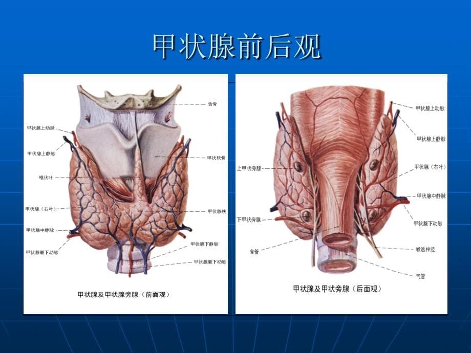 浅谈常见甲状腺疾病的超声诊断--文_第5页