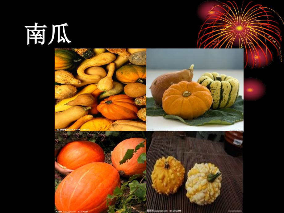 牛腿南瓜生长注意事项_第1页