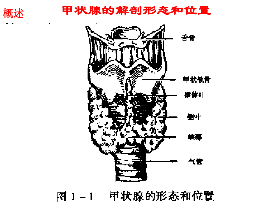 甲状腺疾病中西结合诊治_第3页