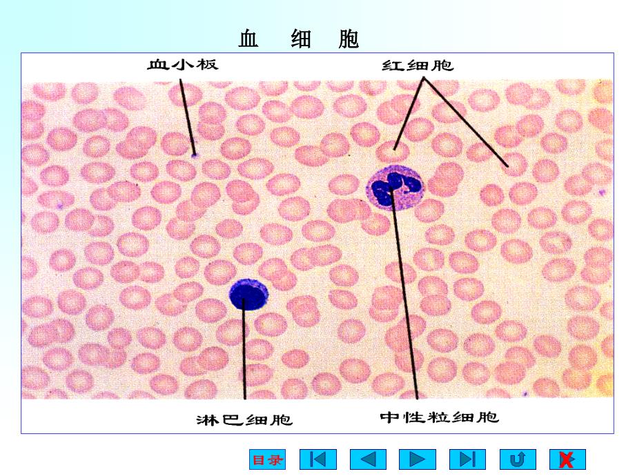 生理学课件血液ppt_第3页