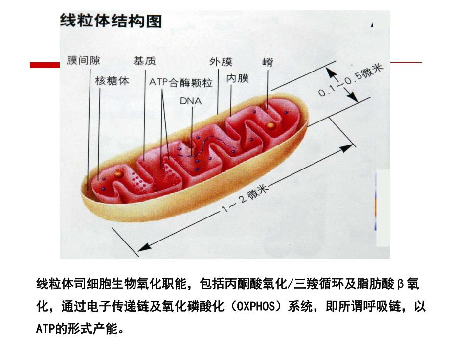 线粒体dna突变相关糖尿病_第3页