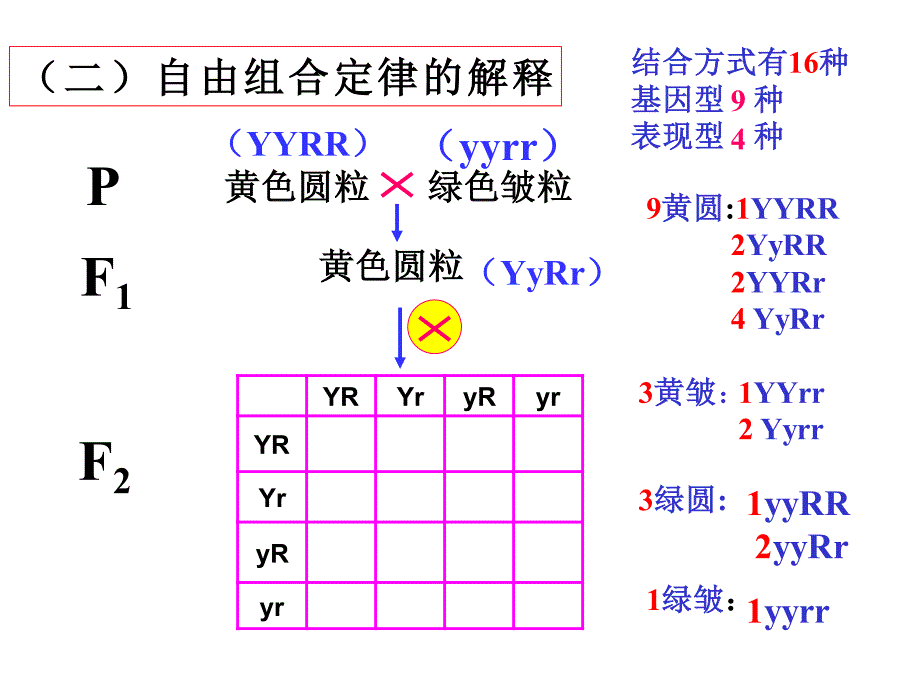 高二生物基因的自由组合定律课件_第3页