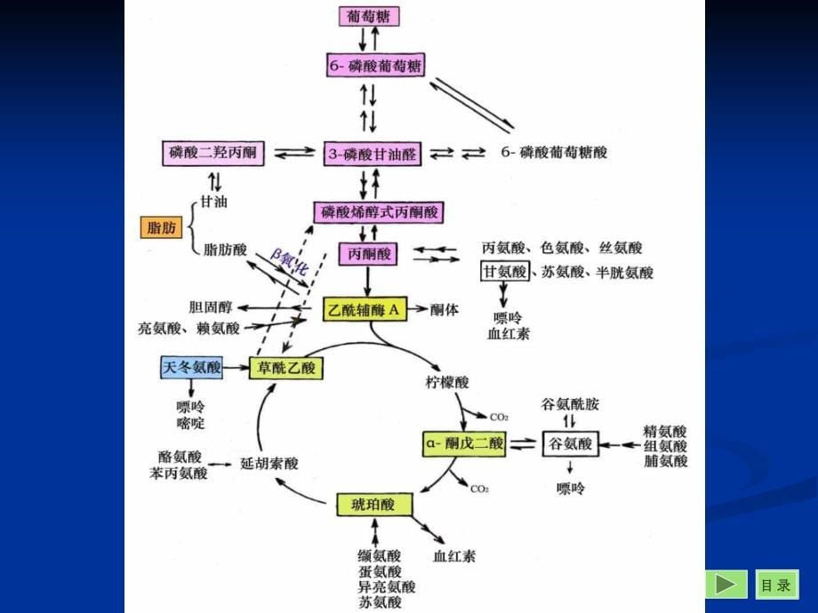 物质代谢相互关系与代谢调节_第5页