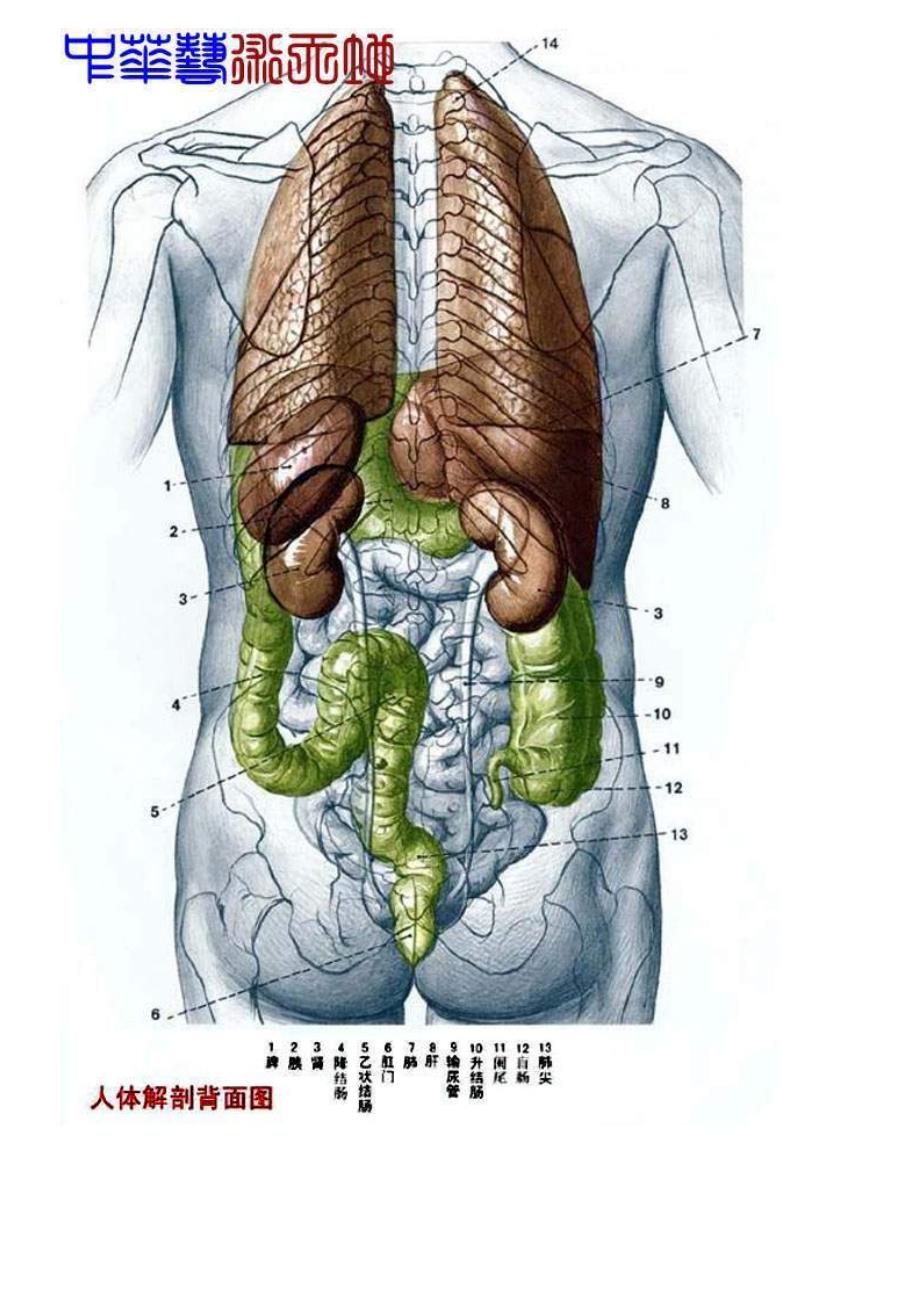 人体内脏解剖结构图_第3页
