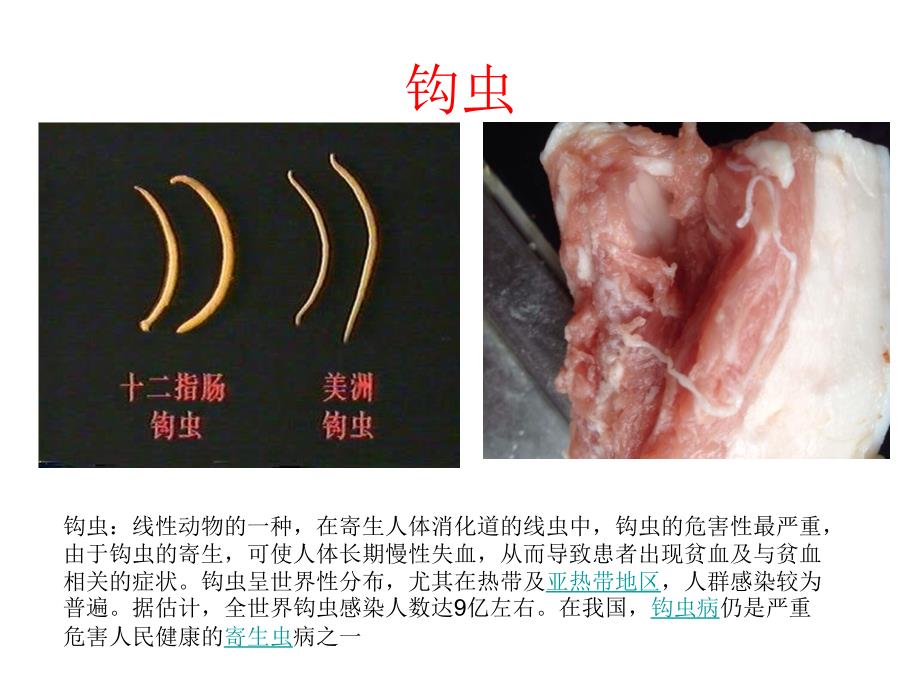 八年级线性动物和环节动物_第3页