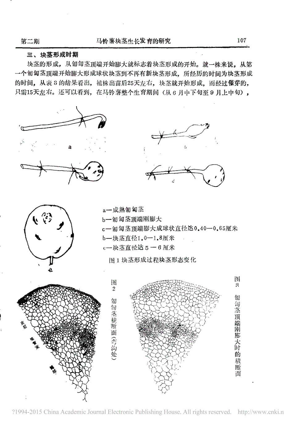 马铃薯块茎生长发育的研究_刘梦芸_第4页