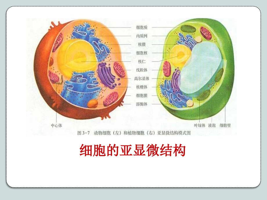 河北省高二生物+系统的边界-细胞膜+课件_第4页