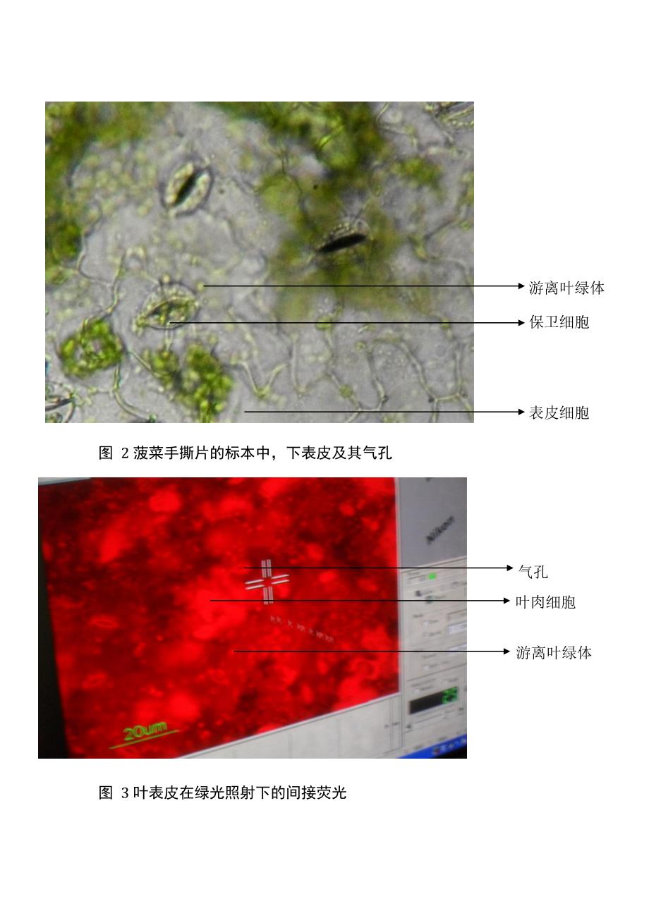 实验1-叶绿体的分离与荧光分析_第4页