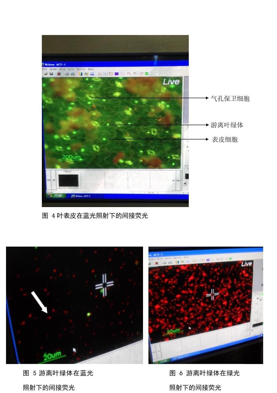 实验1-叶绿体的分离与荧光分析_第5页