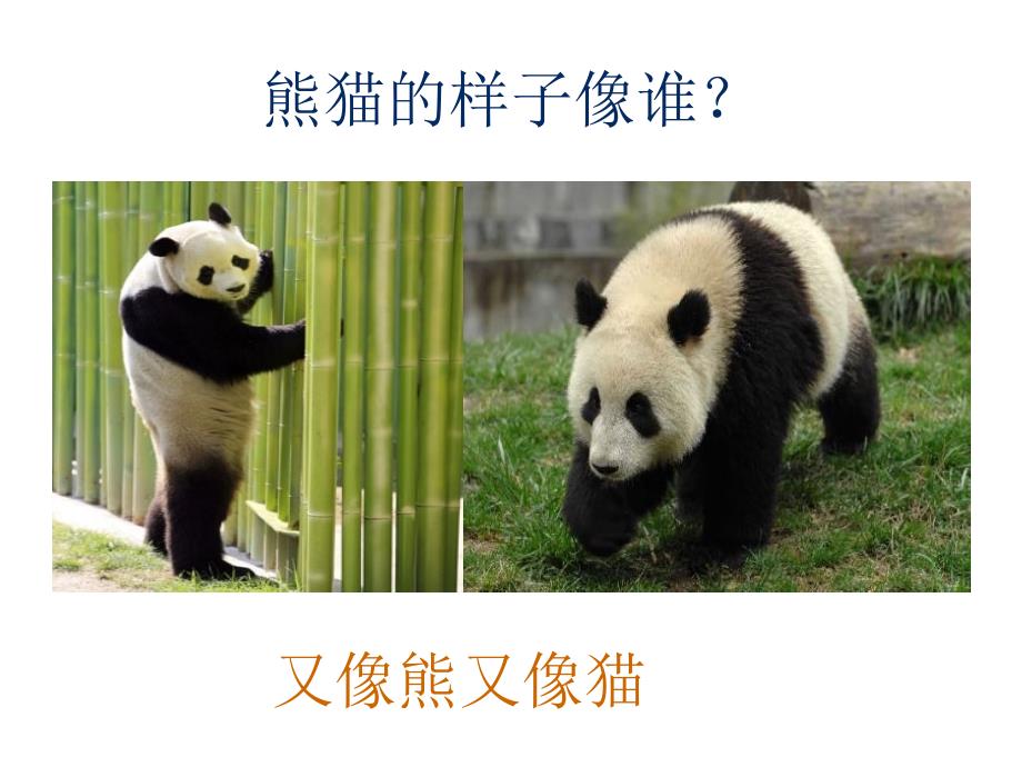 大班科学活动：可爱的熊猫_第3页