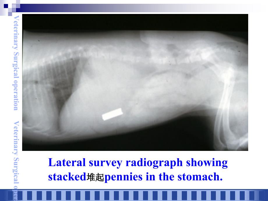犬胃切开术_第3页